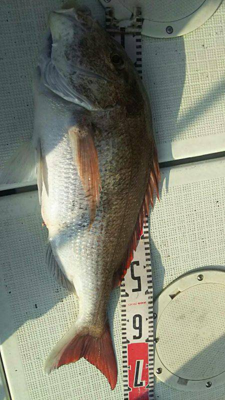 タイラバ遊漁船 ワンピース 釣果