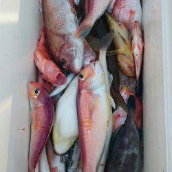 ARCADIAⅡ (アルカディアⅡ) 釣果