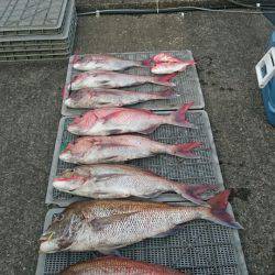 ARCADIAⅡ (アルカディアⅡ) 釣果