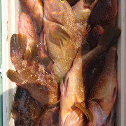 あみや渡船 JIGBOY 釣果