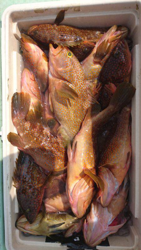 あみや渡船 JIGBOY 釣果