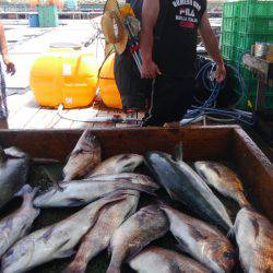 海の釣堀 海恵 釣果