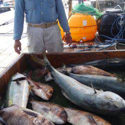 海の釣堀 海恵 釣果
