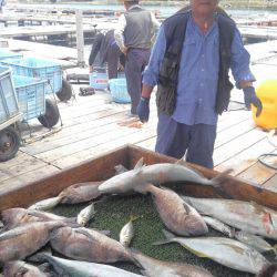 海の釣堀 海恵 釣果
