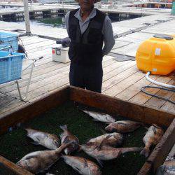 海の釣堀 海恵 釣果