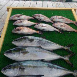 海の釣堀 海恵 釣果