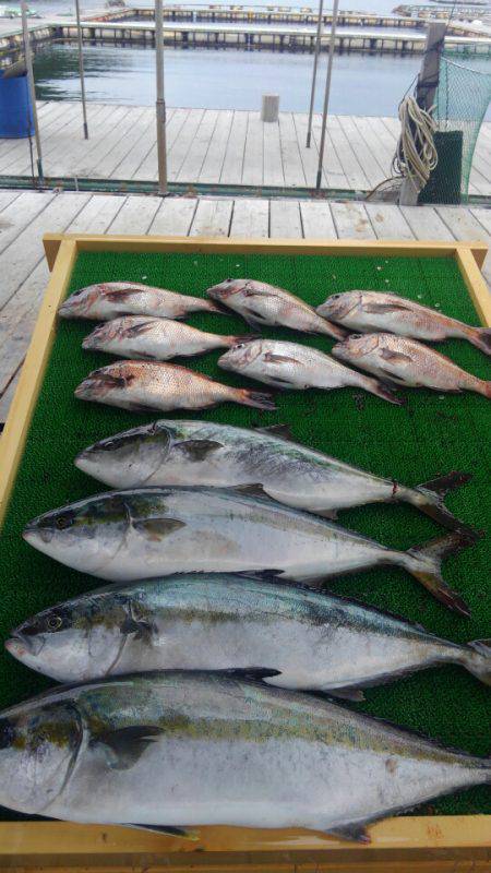 海の釣堀 海恵 釣果