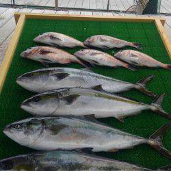 海の釣堀 海恵 釣果