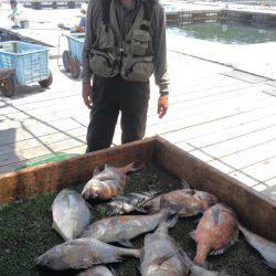 海の釣堀 海恵 釣果