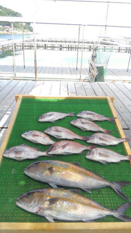 海の釣堀 海恵 釣果