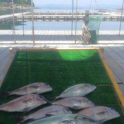 海の釣堀 海恵 釣果