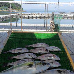 海の釣堀 海恵 釣果