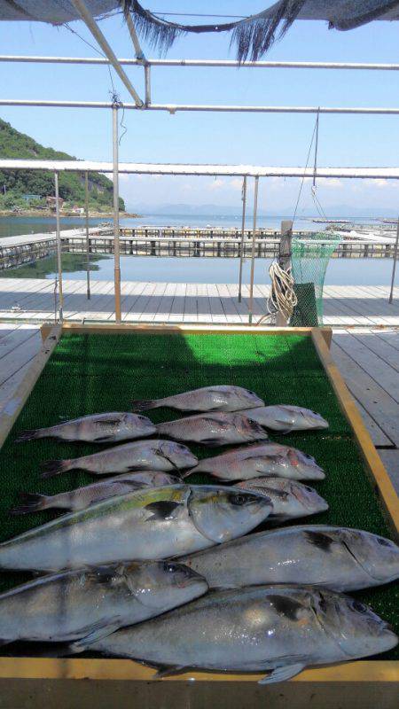 海の釣堀 海恵 釣果
