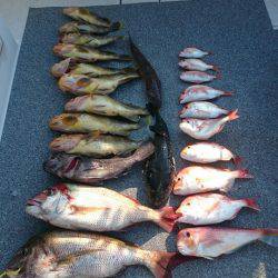 ARCADIAⅡ (アルカディアⅡ) 釣果