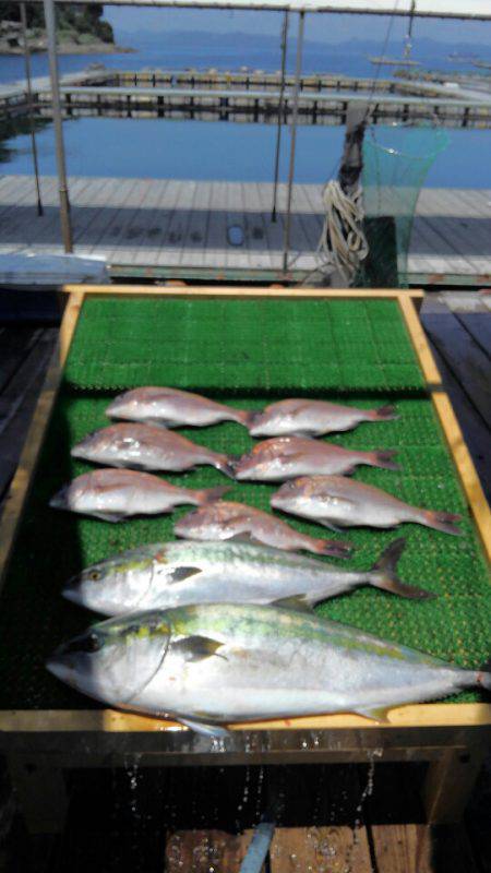 海の釣堀 海恵 釣果