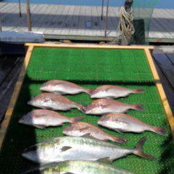 海の釣堀 海恵 釣果