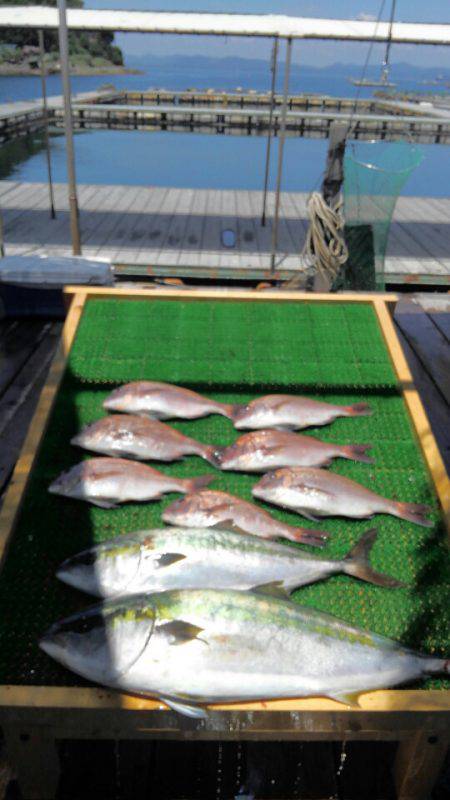 海の釣堀 海恵 釣果