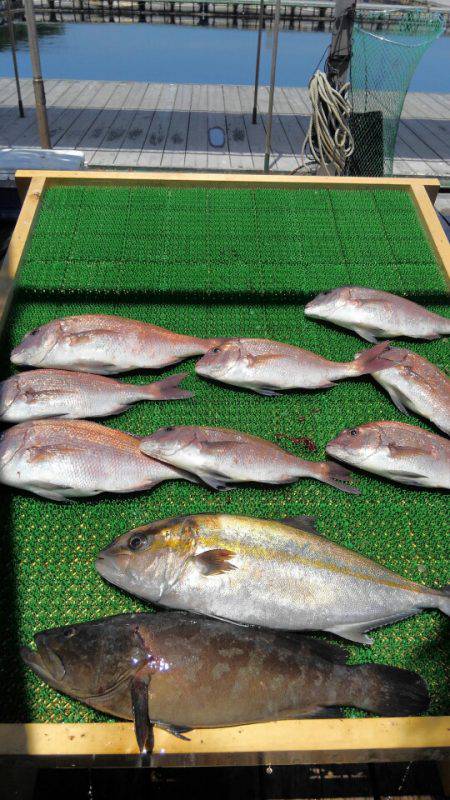 海の釣堀 海恵 釣果