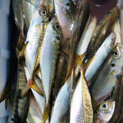 金沢八景鴨下丸 釣果