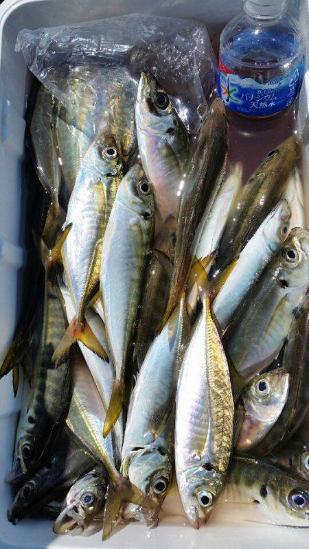 金沢八景鴨下丸 釣果