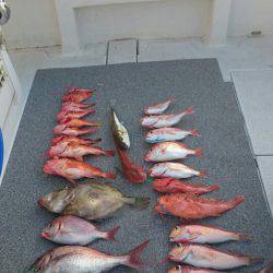 ARCADIAⅡ （アルカディアⅡ） 釣果