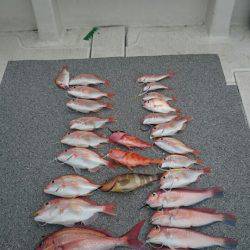 ARCADIAⅡ (アルカディアⅡ) 釣果