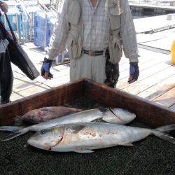 海の釣堀 海恵 釣果