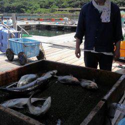 海の釣堀 海恵 釣果