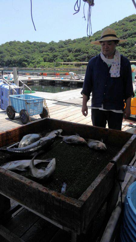 海の釣堀 海恵 釣果