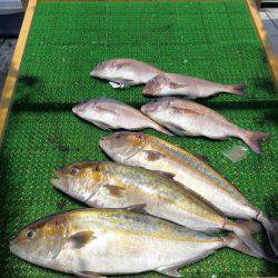 海の釣堀 海恵 釣果