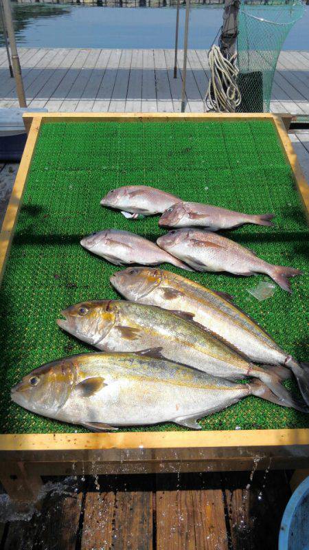 海の釣堀 海恵 釣果