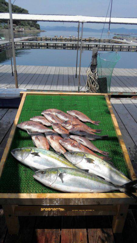海の釣堀 海恵 釣果