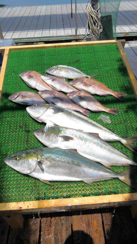 海の釣堀 海恵 釣果
