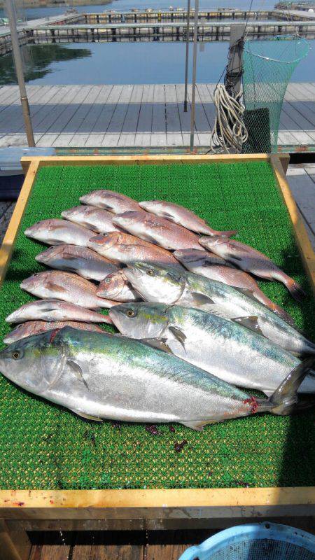 海の釣堀 海恵 釣果