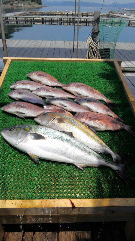 海の釣堀 海恵 釣果