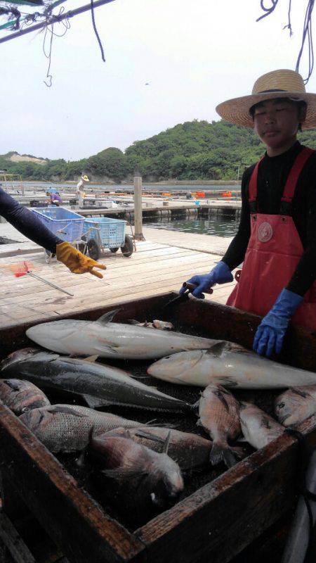 海の釣堀 海恵 釣果