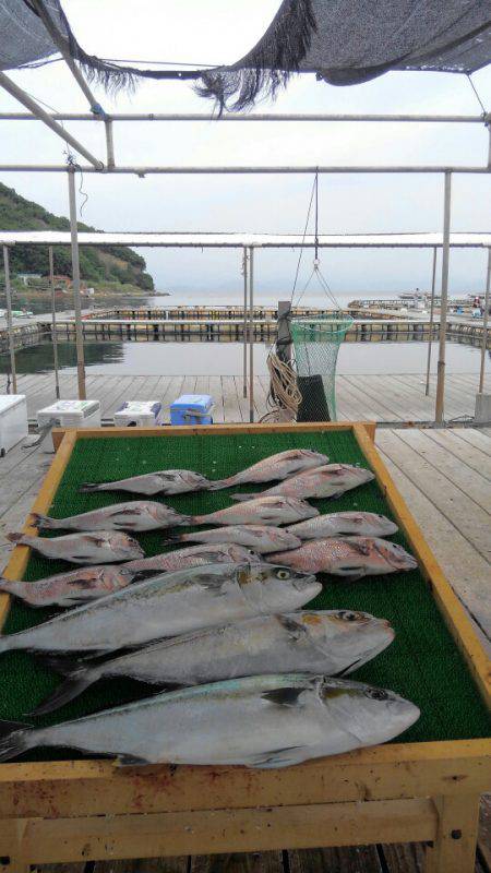 海の釣堀 海恵 釣果