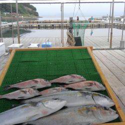 海の釣堀 海恵 釣果