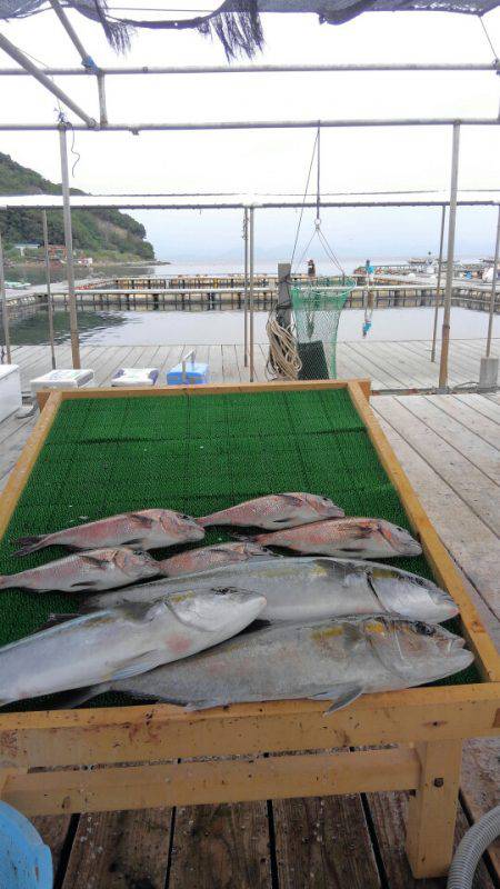 海の釣堀 海恵 釣果