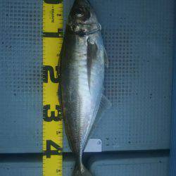 サンマリン 釣果