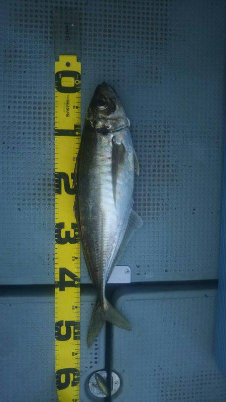 サンマリン 釣果