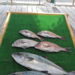 海の釣堀 海恵 釣果