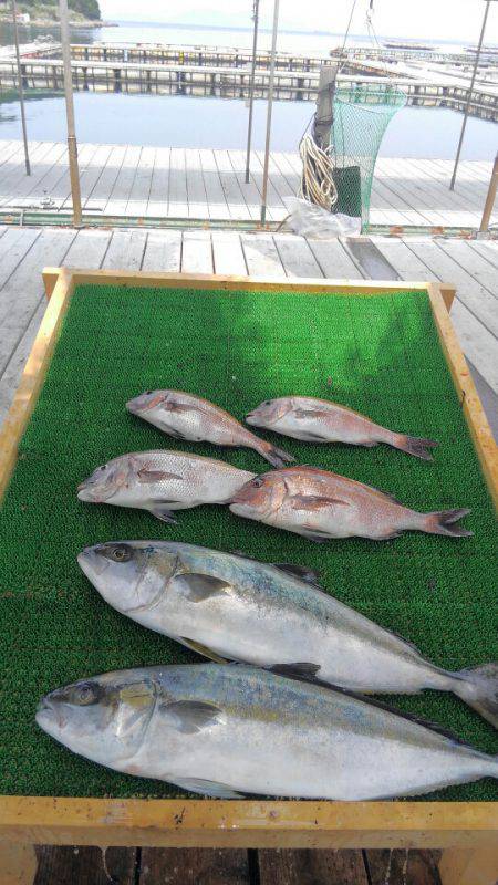 海の釣堀 海恵 釣果