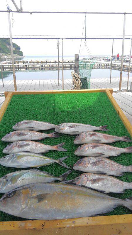 海の釣堀 海恵 釣果
