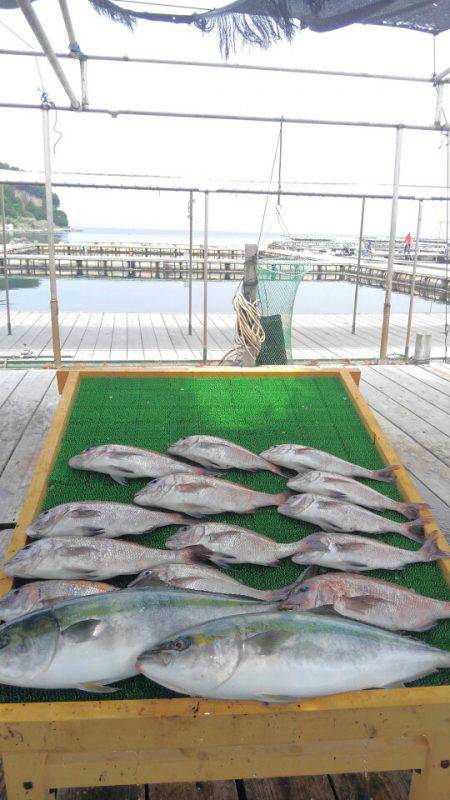 海の釣堀 海恵 釣果