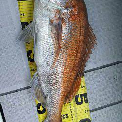 タイラバ遊漁船 ワンピース 釣果