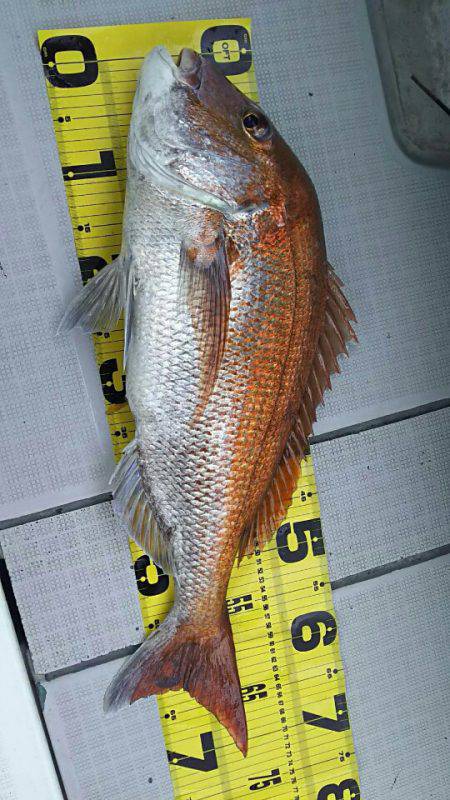 タイラバ遊漁船 ワンピース 釣果