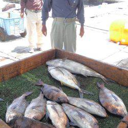 海の釣堀 海恵 釣果
