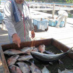 海の釣堀 海恵 釣果