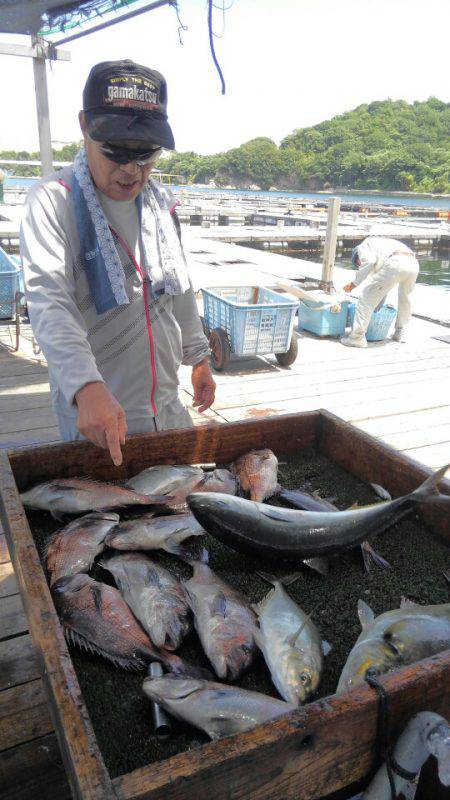 海の釣堀 海恵 釣果